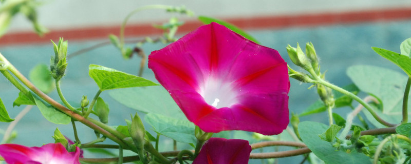 牽?；ㄈ~子的形狀特點