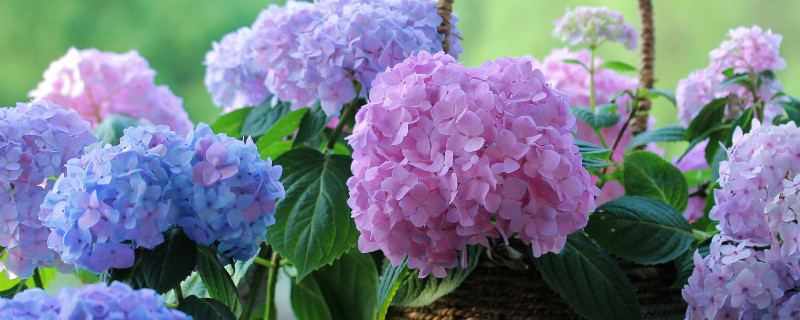 無盡夏枝條太細(xì)怎么辦