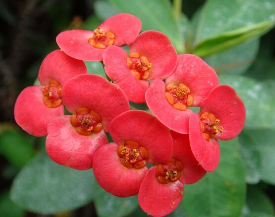 虎刺梅致癌嗎，長(zhǎng)期接觸導(dǎo)致人們身體細(xì)胞癌變