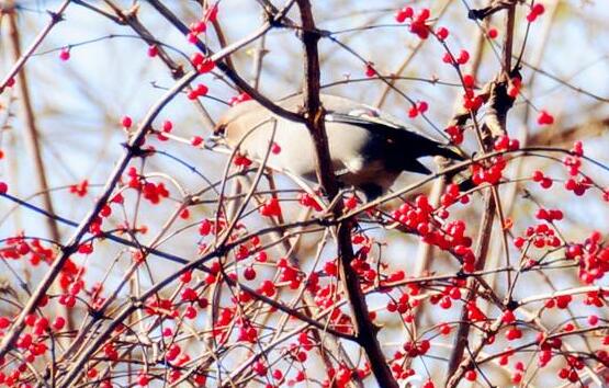 紅豆杉的藥用價(jià)值，盤點(diǎn)紅豆杉六大藥用價(jià)值