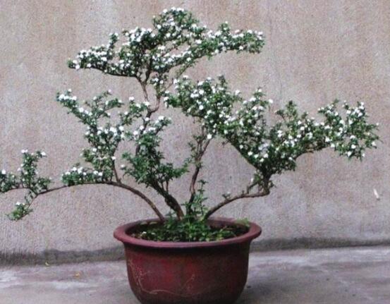 六月雪造型方法，蓄木截干法/剪扎結(jié)合法(美觀)