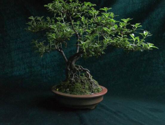 提根六月雪怎么養(yǎng)好，教你六個步驟造型更加美觀