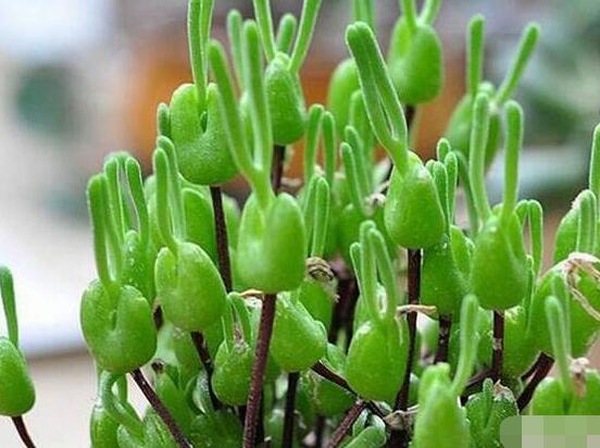 碧光環(huán)的用土方法，四份營養(yǎng)土六份蛭石一份珍珠巖混合配制