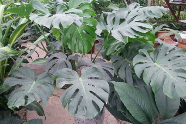 龜背竹怎么扦插，建議在春秋季節(jié)進行扦插