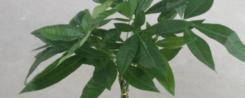 發(fā)財(cái)樹澆水往哪里澆