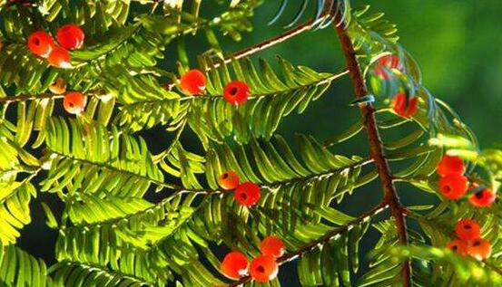 紅豆杉葉子干枯怎么辦，教你最有效三種解決方法