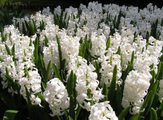 風信子象征著什么意思，重生的愛/不同花色不同象征意義