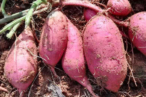 秋天豐收的農(nóng)作物有什么