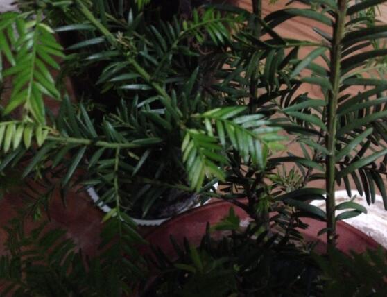 紅豆杉葉子干枯怎么辦，教你最有效三種解決方法