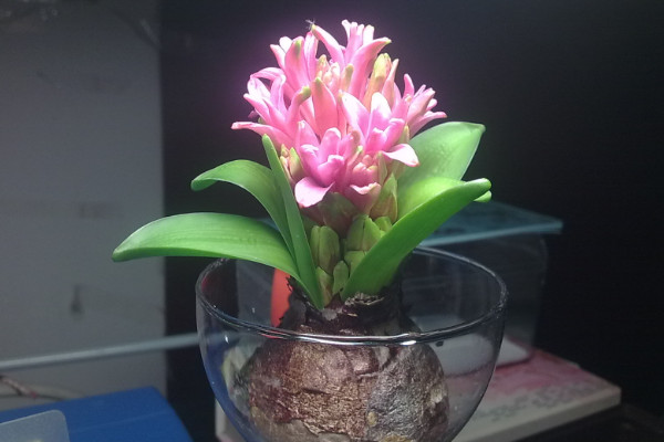 風(fēng)信子怎么養(yǎng)水培