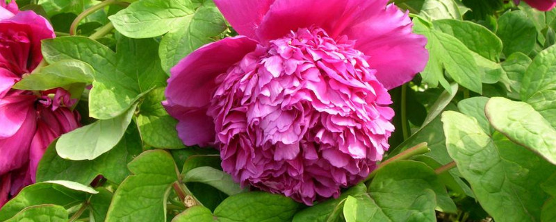 牡丹花什么時(shí)候種