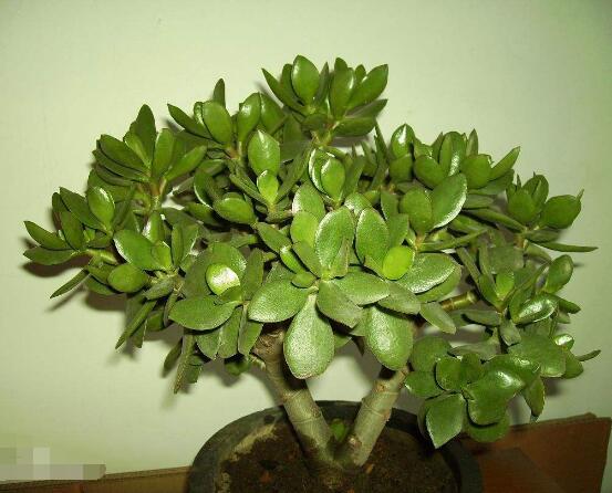 燕子掌換土后要澆水嗎，可根據(jù)具體情況來具體對待