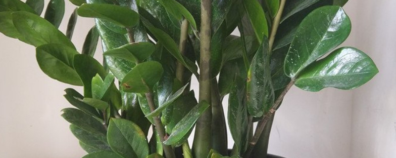 金錢樹(shù)什么時(shí)間開(kāi)花