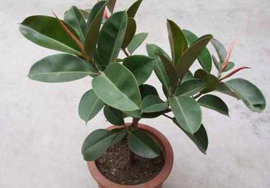 橡皮樹怎么養(yǎng)，牢記七個步驟就可養(yǎng)好