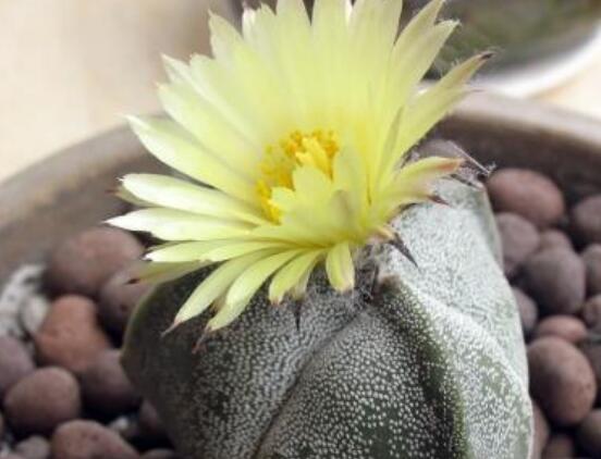 哪種仙人球開(kāi)花最漂亮，令箭荷花欣賞價(jià)值最高