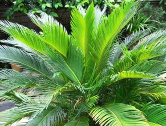 為什么蘇鐵不長新葉子，教你三種最直觀有效解決辦法