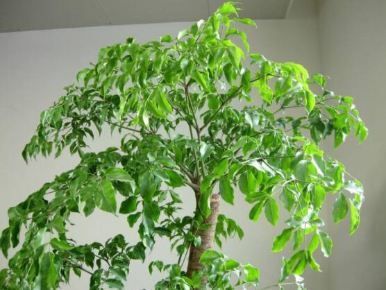 幸福樹的養(yǎng)殖方法，老農(nóng)教你八大基本養(yǎng)殖方法