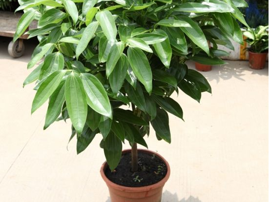 如何給平安樹松土，以樹干為中心、沿周圍輕鏟