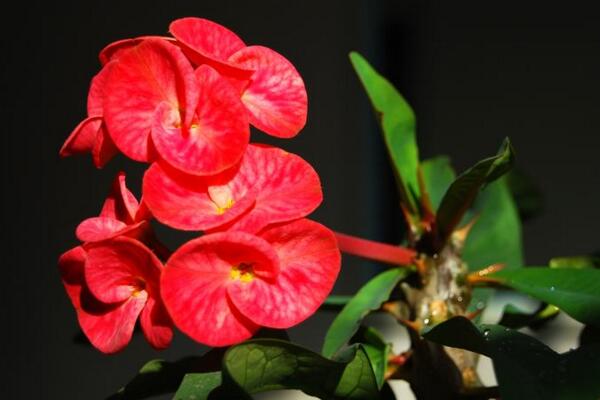 大花虎刺梅的養(yǎng)殖方法，5步教你養(yǎng)好大花虎刺梅