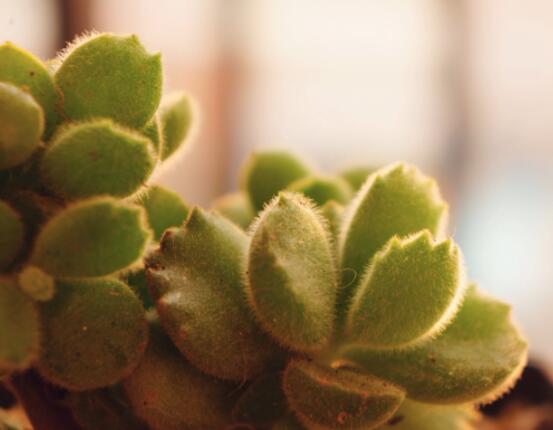 熊童子葉子發(fā)軟怎么辦，總結(jié)最實用三種解決方法