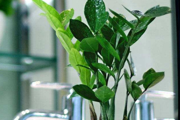 金錢(qián)樹(shù)冬天好養(yǎng)嗎