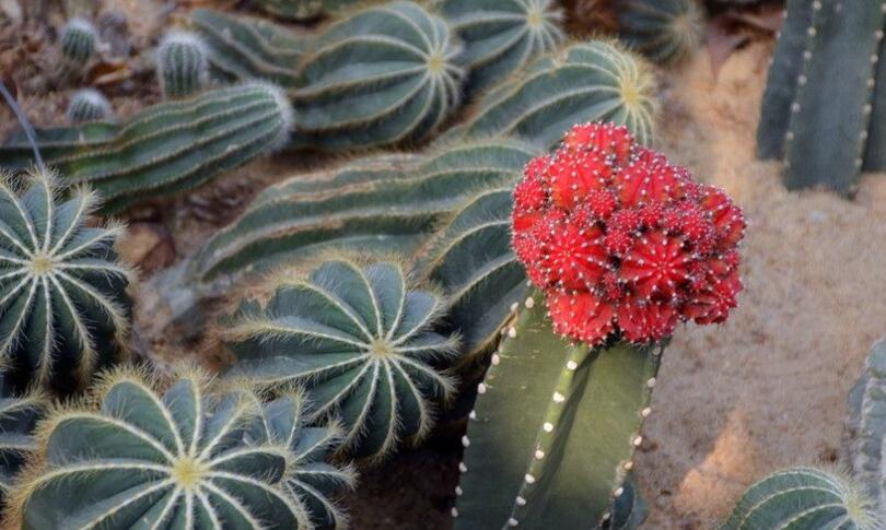 仙人掌的用途，電腦工作者的福音