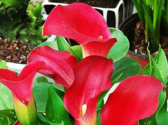 紅色馬蹄蓮花語，圣潔虔誠、永結同心、吉祥如意