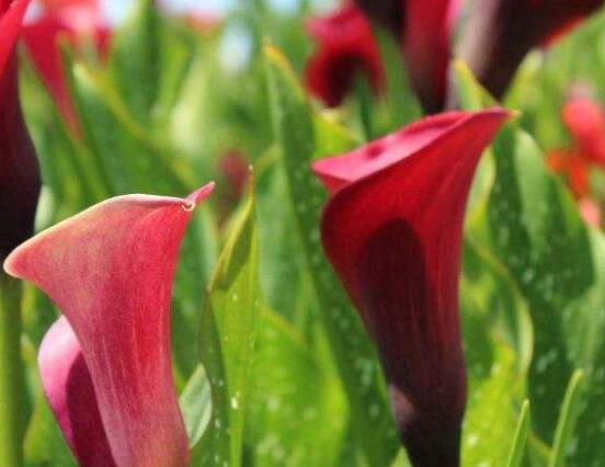 荷蘭馬蹄蓮的養(yǎng)殖方法，做好六個要點生長碧綠宜人