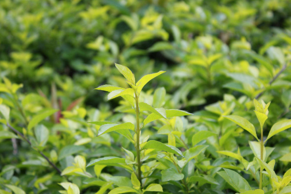 剛移栽的天竺怎么養(yǎng)