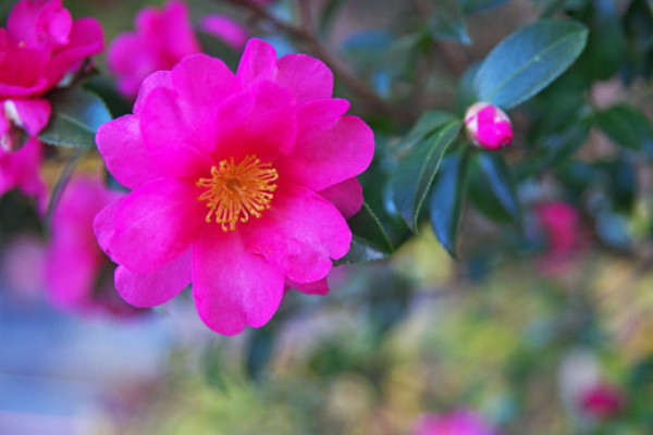 茶梅移栽時(shí)間