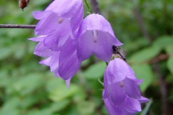 風(fēng)鈴吊蘭怎么養(yǎng)