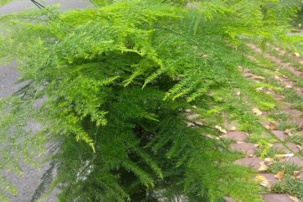 文竹夏天葉子發(fā)黃怎么辦