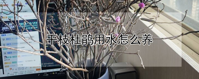 干枝杜鵑用水怎么養(yǎng)