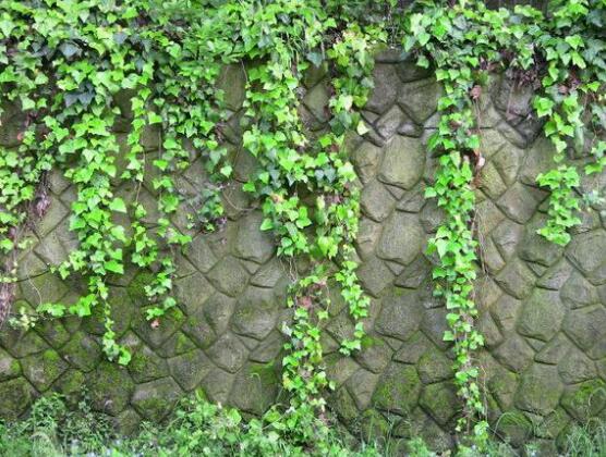 好看的常春藤盆景圖片欣賞，綠化環(huán)境、春天長駐