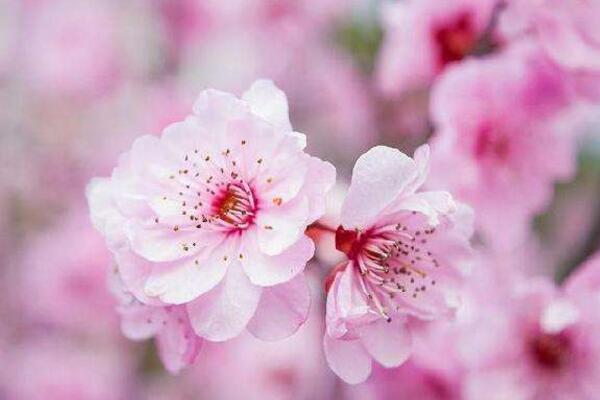 桃花的栽培方法，栽培后的養(yǎng)護(hù)非常關(guān)鍵