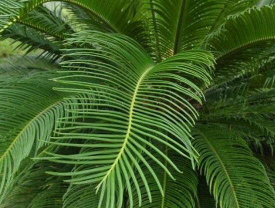 鐵樹(shù)什么時(shí)候長(zhǎng)新葉，每年春秋時(shí)分生長(zhǎng)出2-3輪新葉