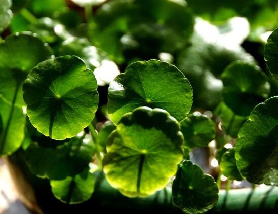 土培銅錢草怎么養(yǎng)，掌握八點因素就可以爆盆了（適合新手）