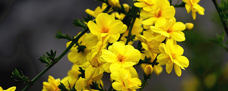 迎春花光長(zhǎng)葉不開花怎么辦