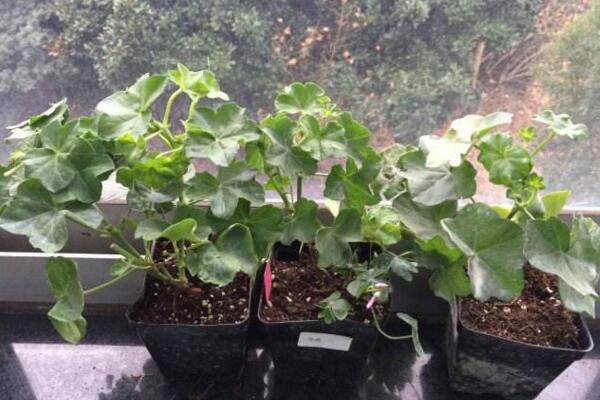 天竺葵打頂摘心圖解，摘心時(shí)間在每年的春秋季