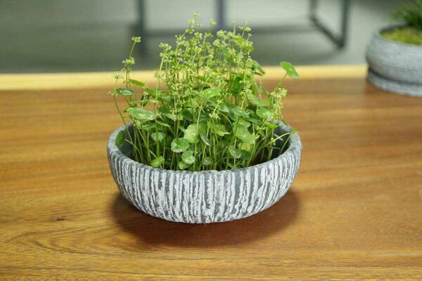 銅錢草冬天怎么養(yǎng)，及時(shí)搬入室內(nèi)進(jìn)行保暖