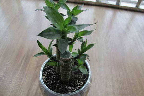 富貴竹的養(yǎng)殖方法和注意事項(xiàng)