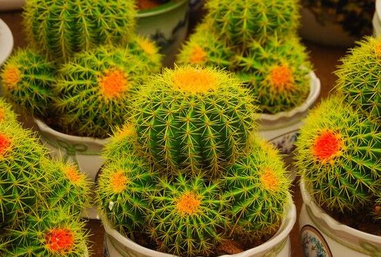 仙人球爛了怎么辦，及時(shí)修剪爛根、消毒/保持通風(fēng)透氣