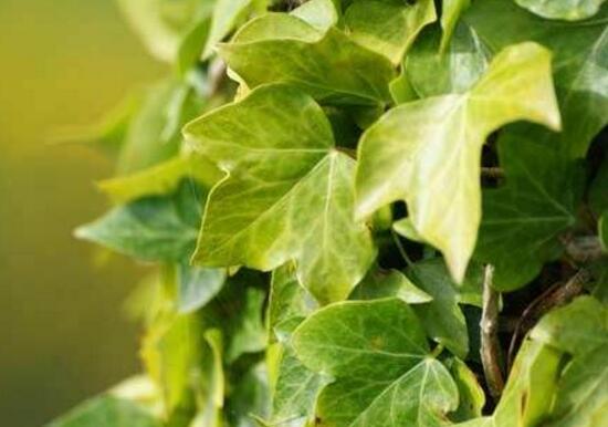 小葉常春藤的養(yǎng)殖方法，教你八個(gè)簡(jiǎn)單易學(xué)基本方法