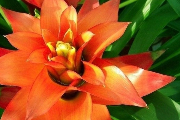 鴻運(yùn)當(dāng)頭花期過后怎么剪怎么管理