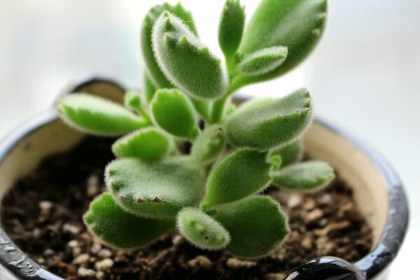 熊童子老樁怎么養(yǎng)