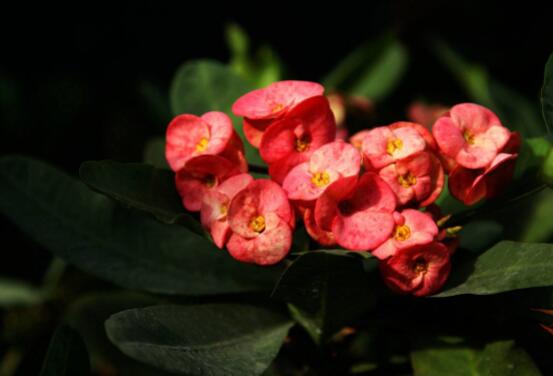 虎刺梅的養(yǎng)殖方法，老農(nóng)總結(jié)六大最實用基本養(yǎng)殖技巧