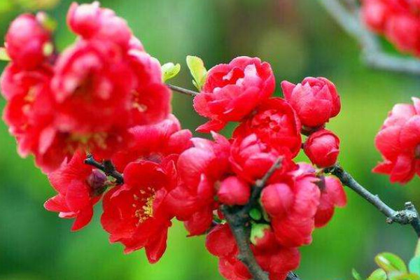 長壽冠海棠移栽注意事項(xiàng)