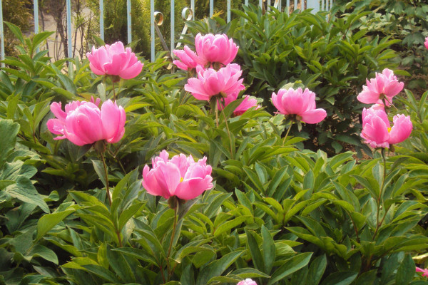 芍藥花怎么培養(yǎng)