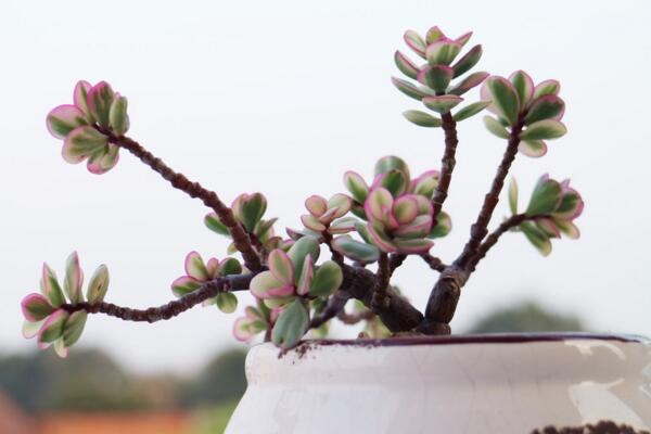 雅樂之舞如何保持粉色，保證光照并及時(shí)補(bǔ)肥