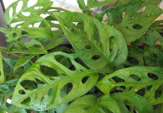 萬年青種類及圖片大全，盤點做好看的六大種類